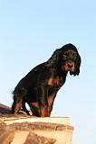 SETTER GORDON 010